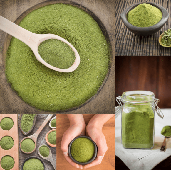 A Sustainable Production Story of moringa powder manufacturer in Cuba Excellence