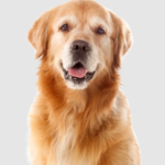 Professional Commercial Pet Waste Removal Services That Keep Your Property Spotless