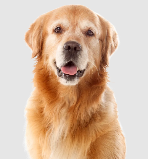 Professional Commercial Pet Waste Removal Services That Keep Your Property Spotless