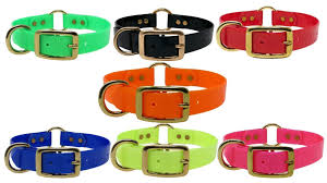 Dayglo Dog Collars: Bright, Bold, and Built for Adventure